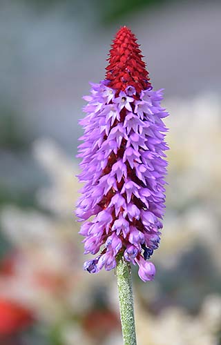 purple flower bergen norway