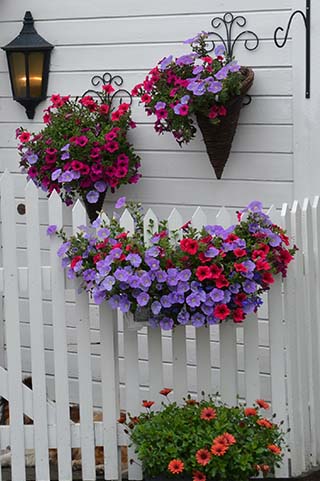 molde norway flowers