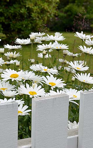 white flowers