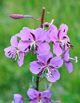 purple flowers