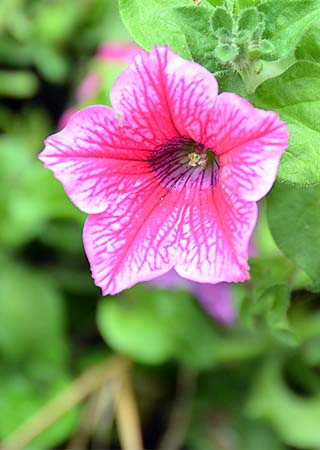 red flower