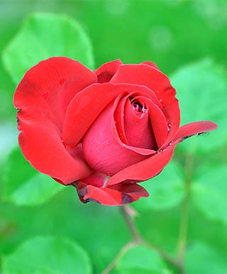 red rose molde norway