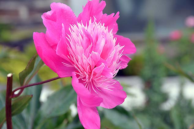 pink flower molde norway