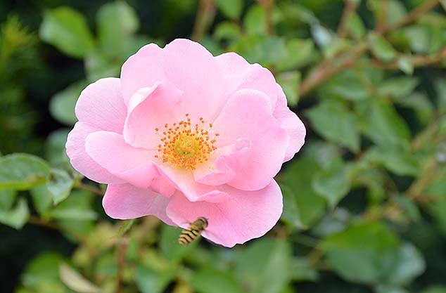 pink rose molde norway
