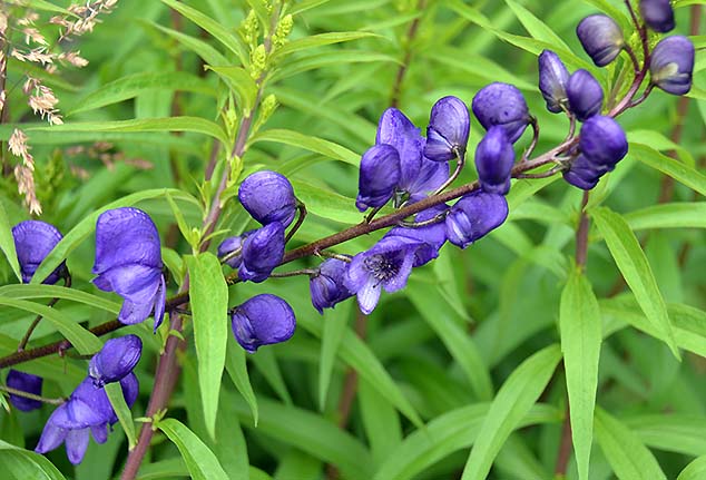 purple stri of flowers