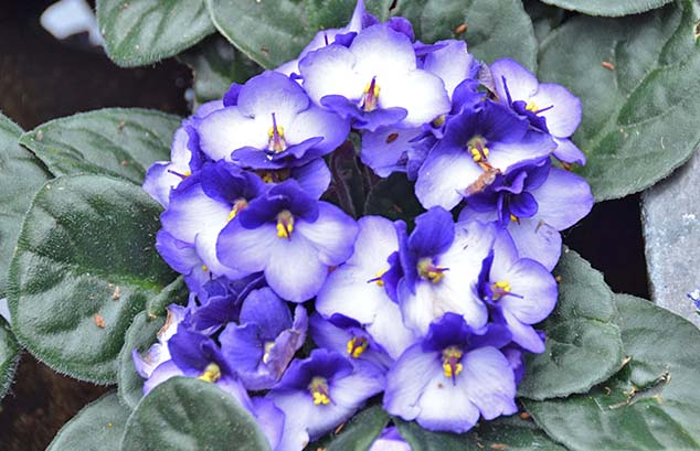purple flowers molde norway