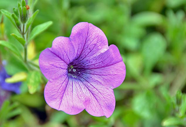 soft purple flower