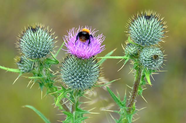 bee on a flower molde norway