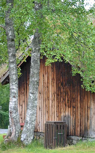 trees
