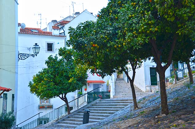 orange trees lisbon