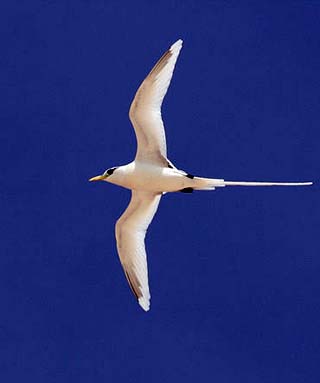 white tailed tropicbird