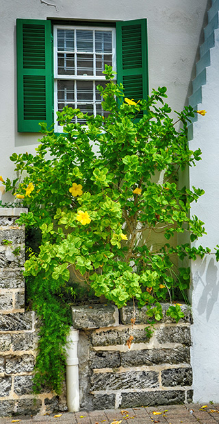 flowers in bermuda