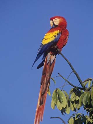 Scarlet Macaw (Ara Macao), Tikal National Park, Guatemala, Central America