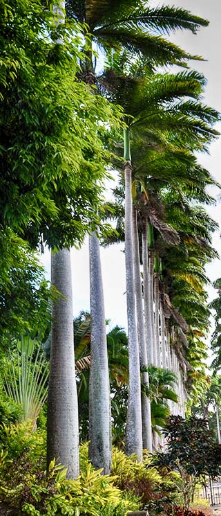 palm trees barbados