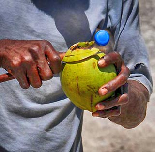 coconuts barbados