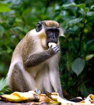 green monkey barbados