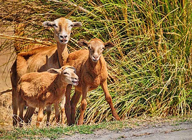 sheep barbados