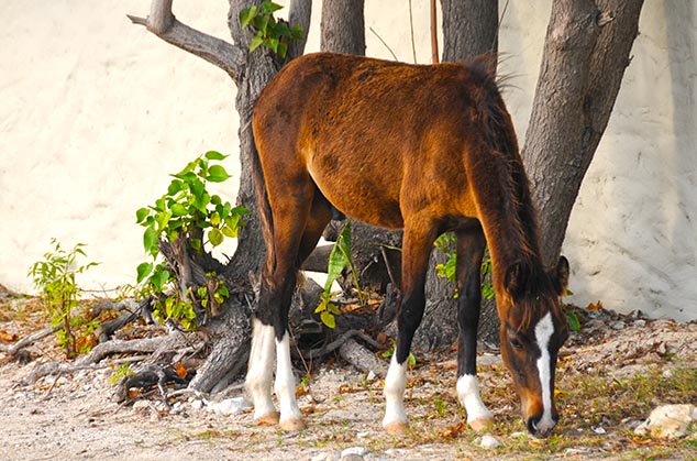 horses grand turk island