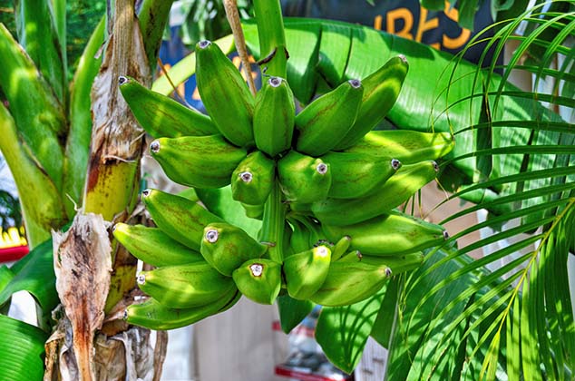 bananas guadeloupe