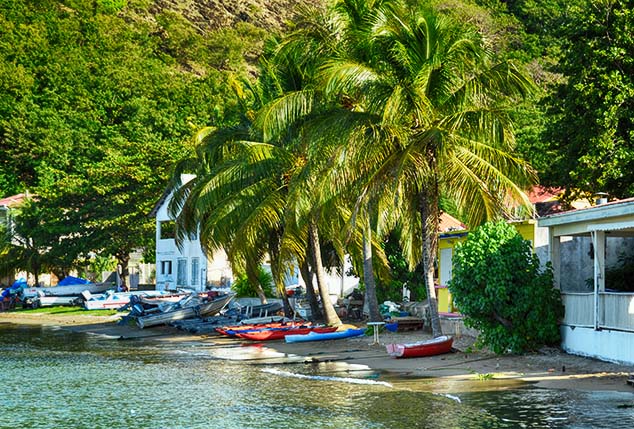 palm trees guadeloupe