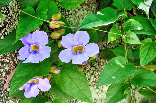 flowers guadeloupe