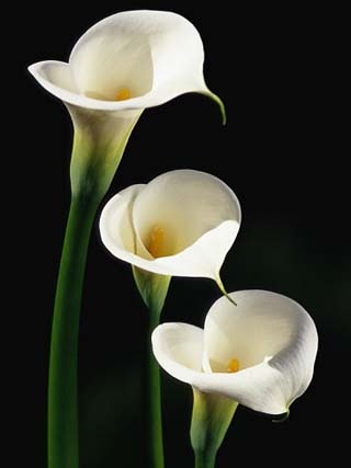 Three White Calla Lilies