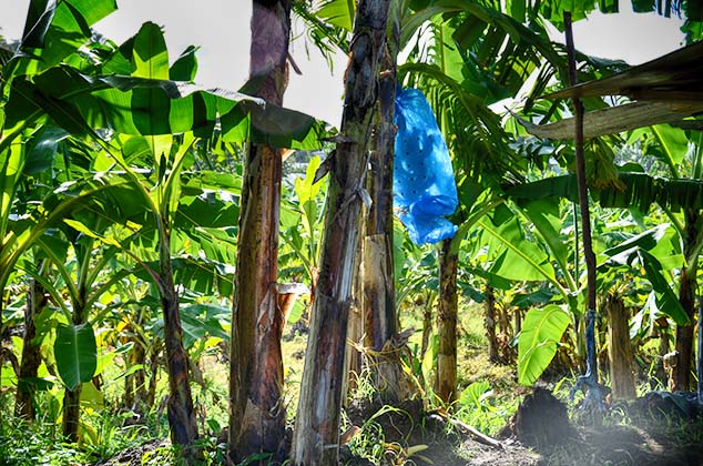 banana bag st. lucia