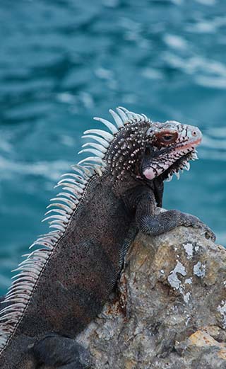 iguana st. thomas
