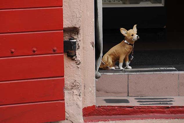 cute dog st. thomas