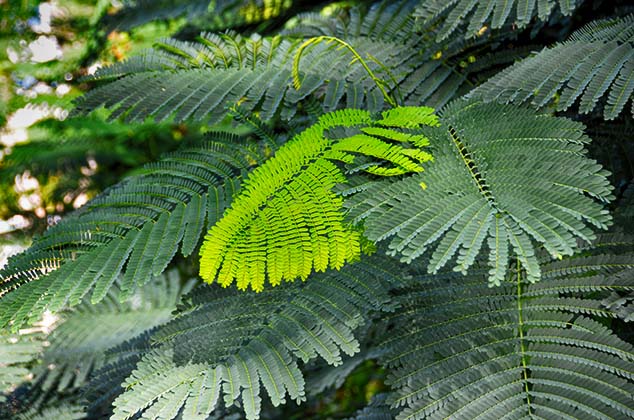 new growth bequia