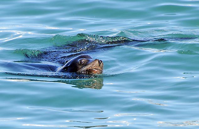 harbor seal cabo san lucas