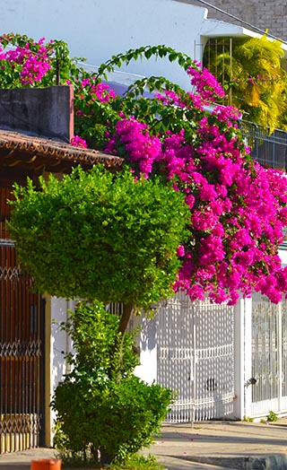 street flowers huatulco mexico