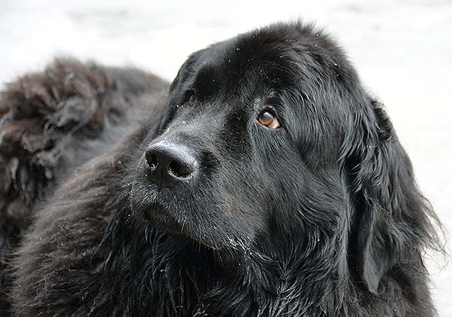 newfoundlanddog