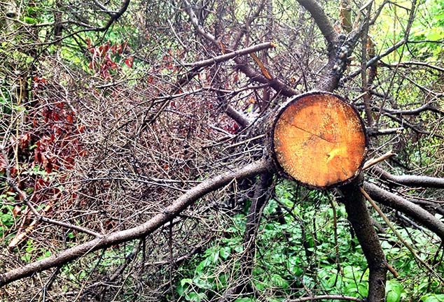 tree down