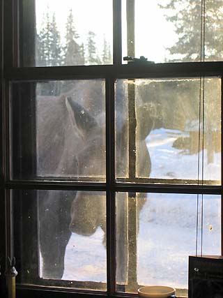 moose in the window