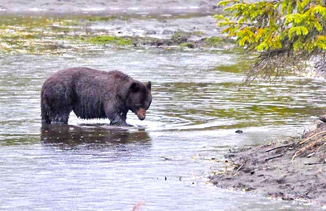 american black bear juneau alaska