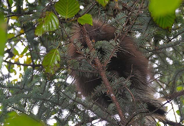 porcupine juneau alaska