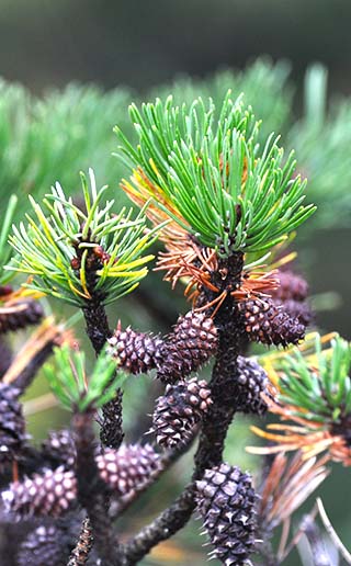 pine cones skagway alaska