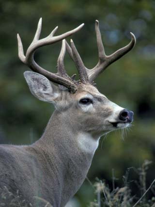 arkansas deer tailed state animals allposters worldatlas buck washington usa wolfe