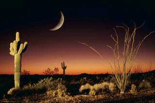 Arizona-Ocotillo And Saguaro