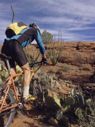 Rider Cycling Through Cacti, Arizona