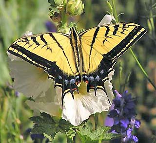 swallowtail