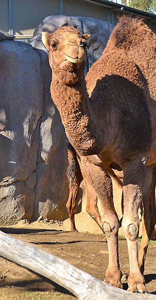 camel san diego zoo