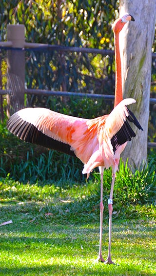 flamingo san diego zoo