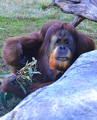 oranutan san diego zoo