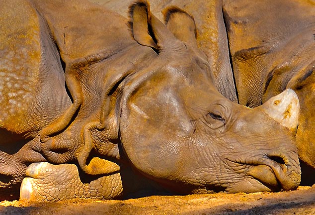 animal san diego zoo