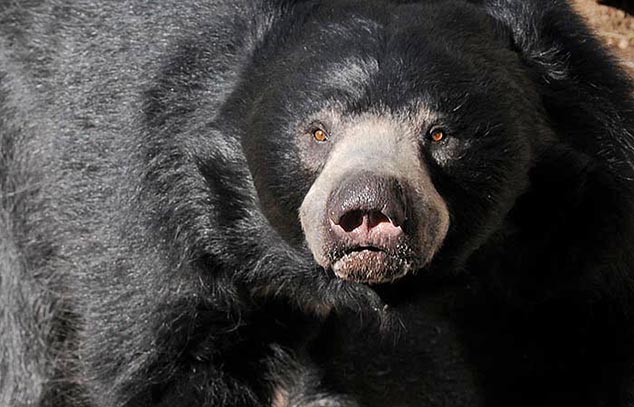 bear face san diego zoo