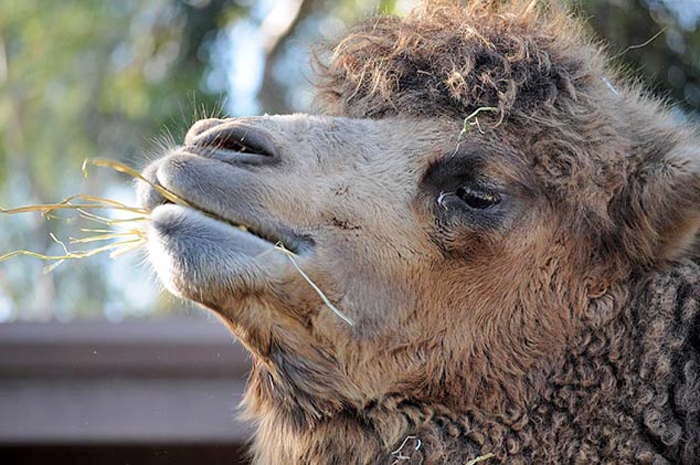 camel san diego zoo