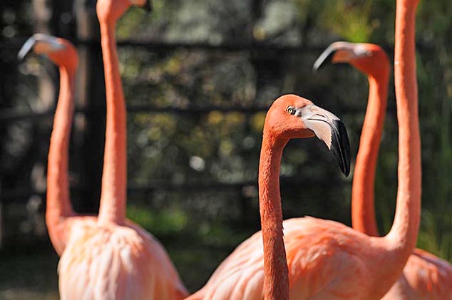 flamingos san diego zoo