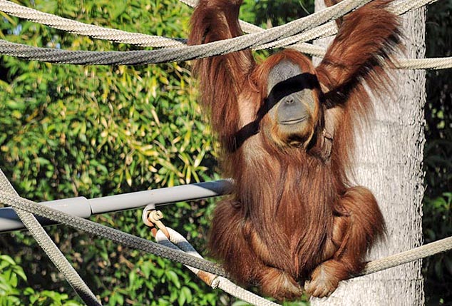 orangutan dan diego zoo